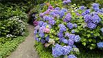 Fond d'cran gratuit de Fleurs - Jardins numro 65063